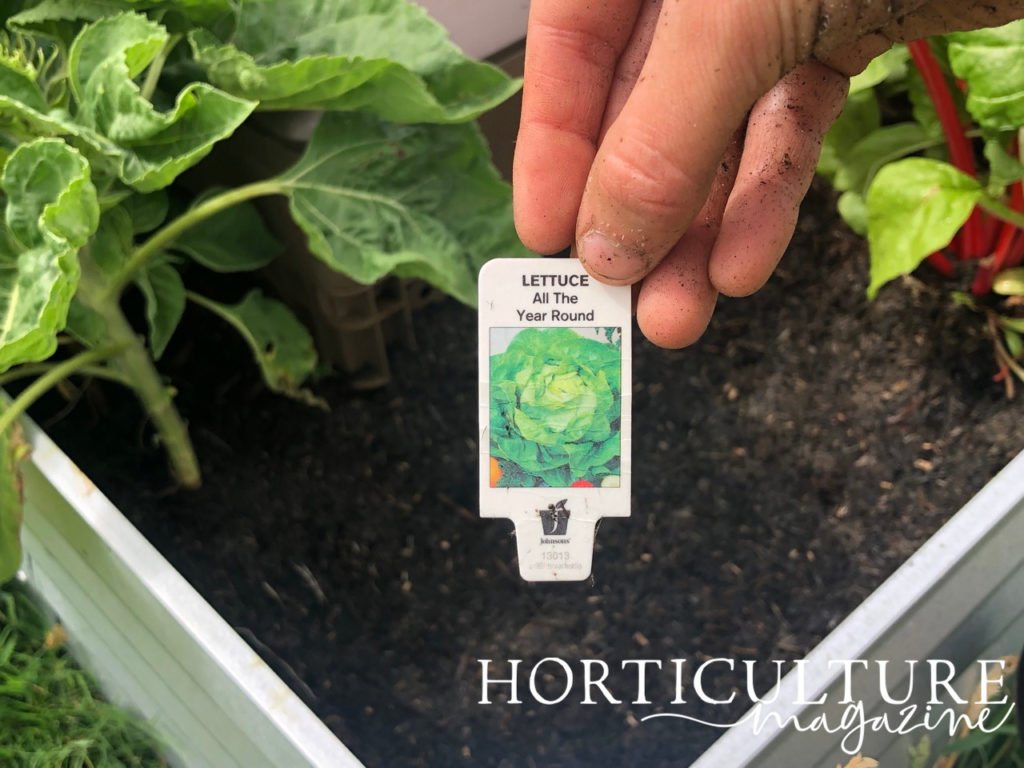 a label for lettuce plants being held over an empty spot in a raised vegetable bed with leafy greens growing around it