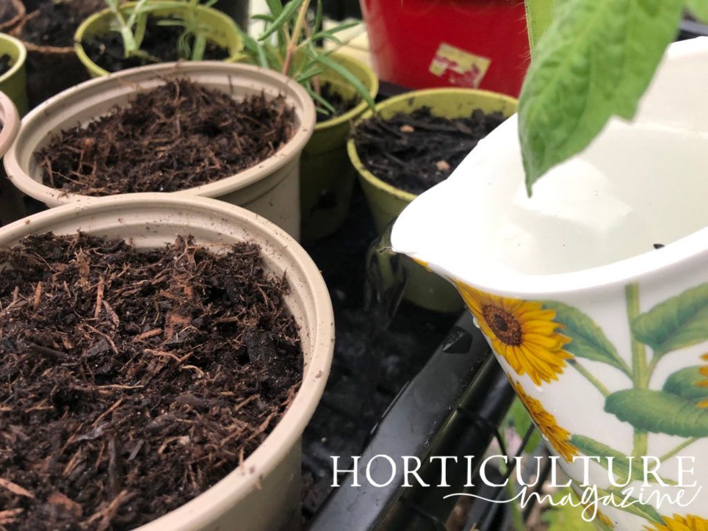 using a jug to fill a tray containing lots of pots with recently sown seeds