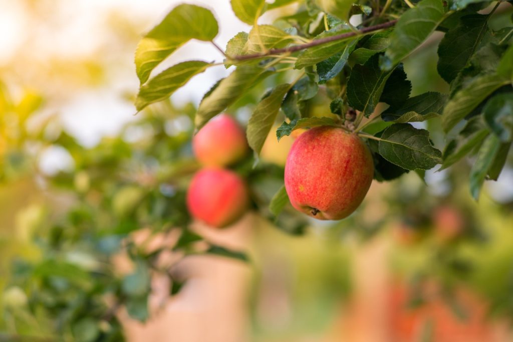 malus domestica 'sunset' tree with dark green leaves and red apples growing from its branches outside