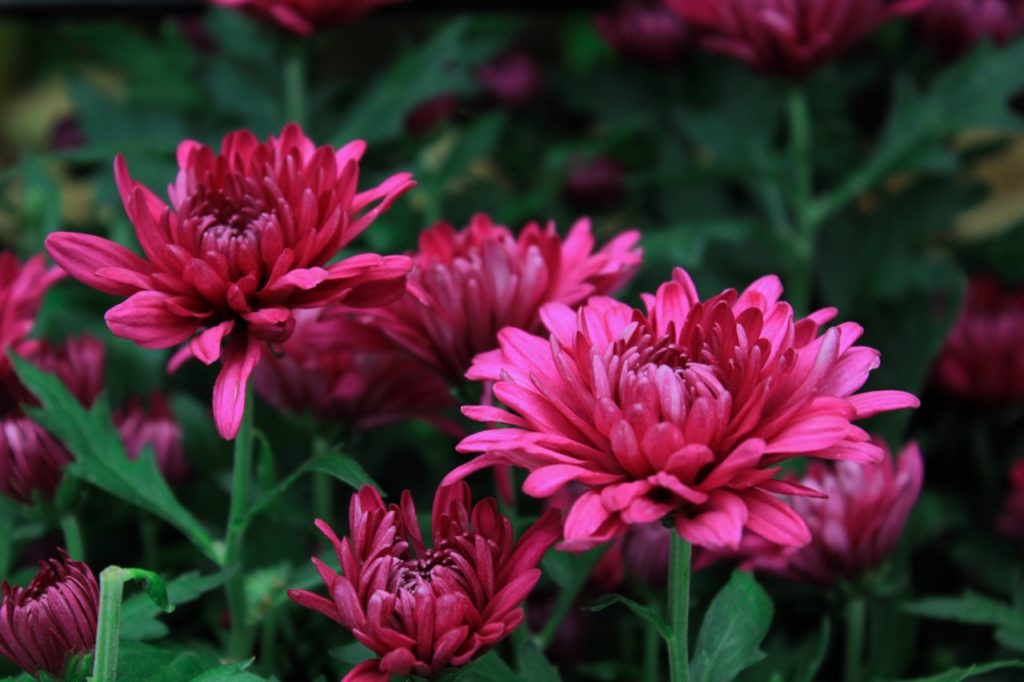 chrysanthemum 'mezzo magenta' shrub with dark green foliage and thick stems bearing purple frilly chrysanthemum blooms growing outdoors