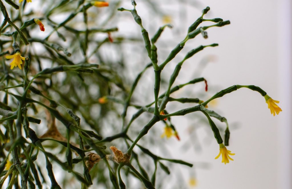 small yellow flowers at the end of the long waxy green stems of a hatiora salicornioides plant