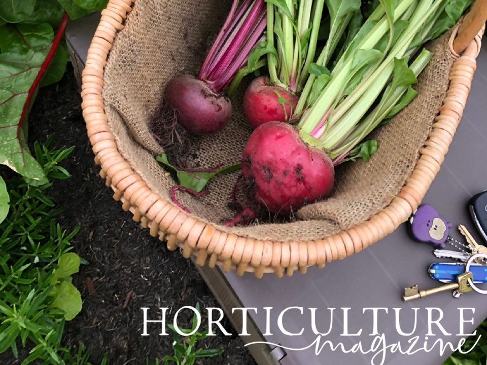harvested beetroots with purple bulbs and red and green stems that have been placed in a basket on a table in front of a vegetable garden