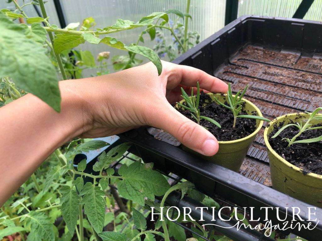 someone placing a pot full of rosemary cuttings into a tray inside a greenhouse