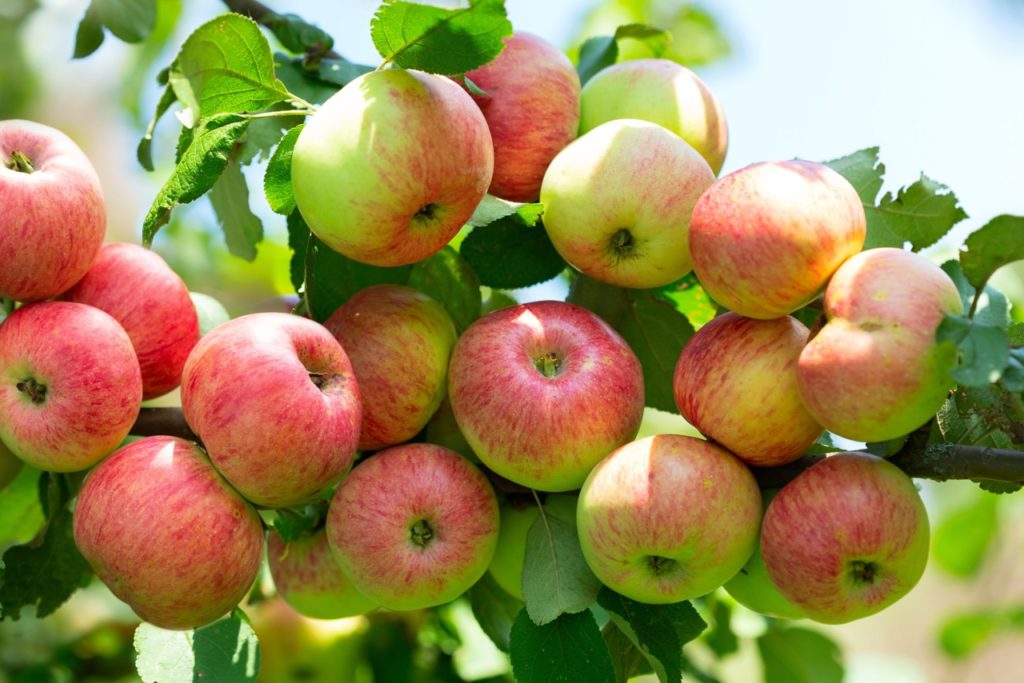 red and green apples growing along the branch of an apple tree 'winston'