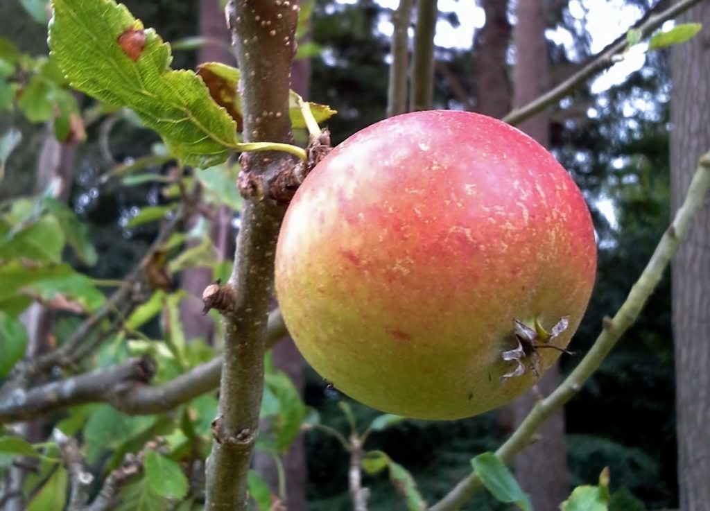 'cox orange' apple fruit with red and green markings hanging from a wooden branch