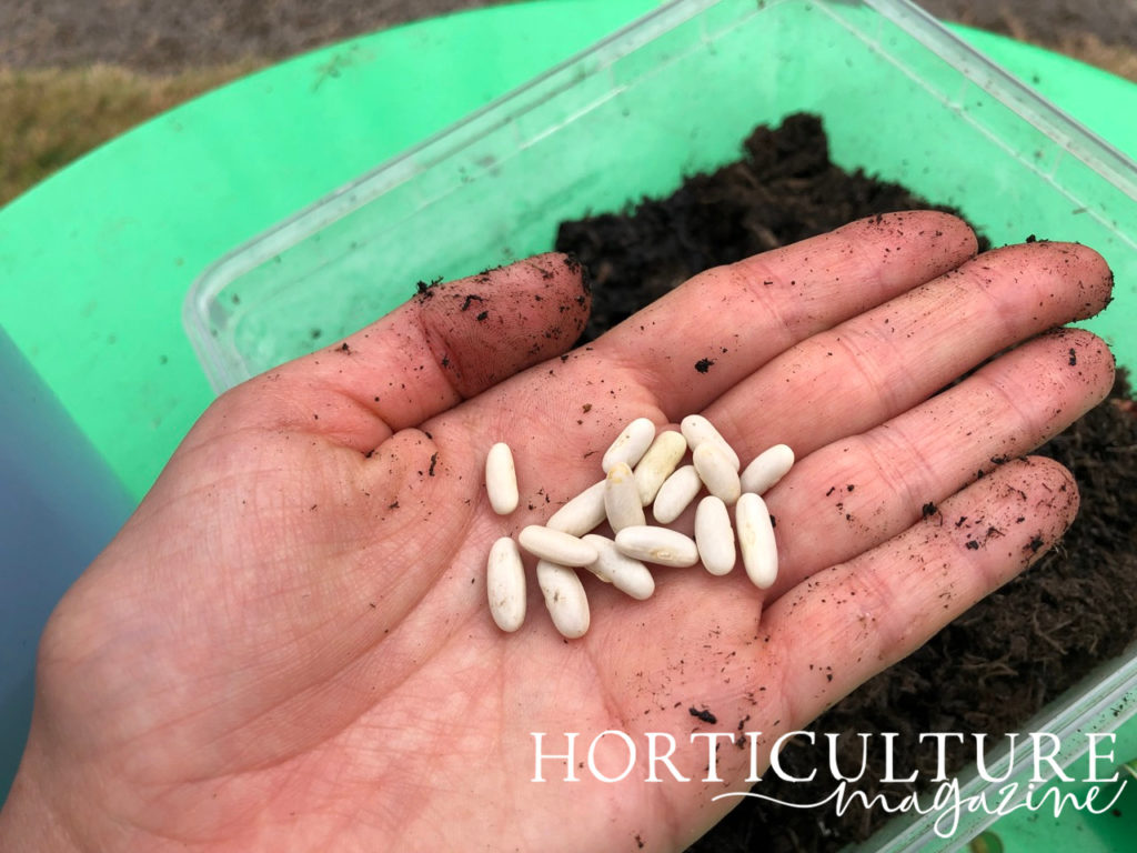 someone holding white French bean seeds in their hand over a container full of compost