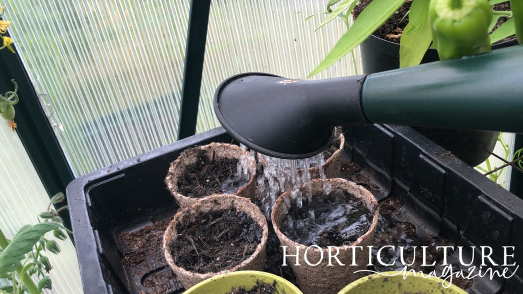 A watering can being used to water small pots filled with pansy seeds