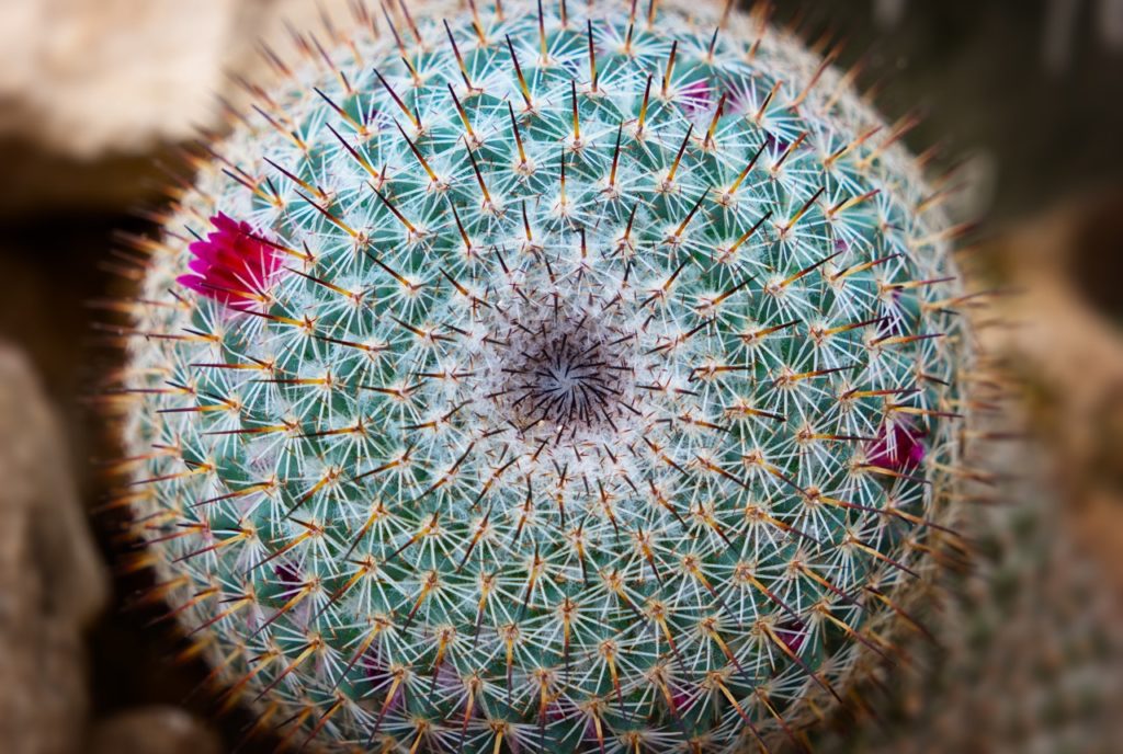 mammillaria parkinsonii cactus with a sepherical green Areole covered in fine spikes and tiny pink flowers