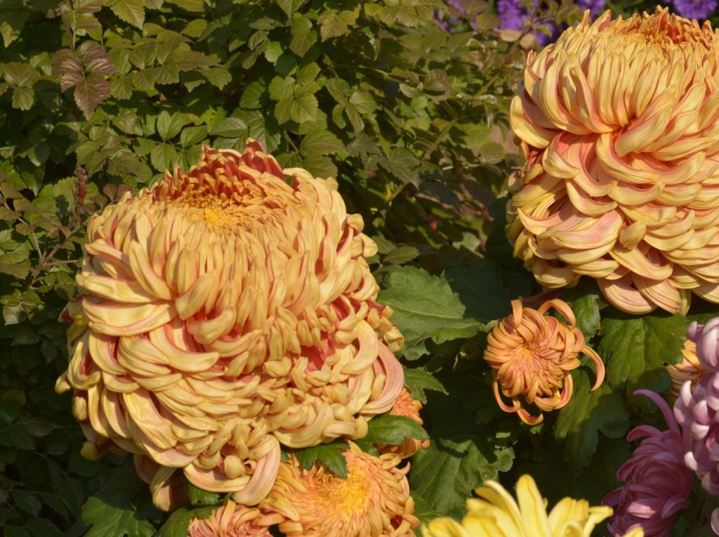 chrysanthemum 'Roy Coopland' with browny-yellow flower heads and dark green foliage growing in front of a green shrub next to other yellow and purple chrysanthemums