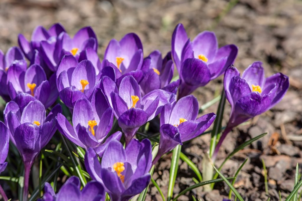 cup-shaped purple flowers with yellow stamen from Crocus vernus plants