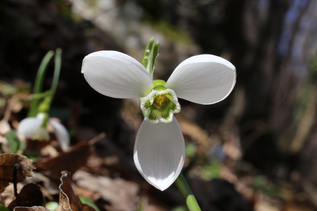 close-up of the 3-petalled flower from a greater snowdrop with a green tubular centre