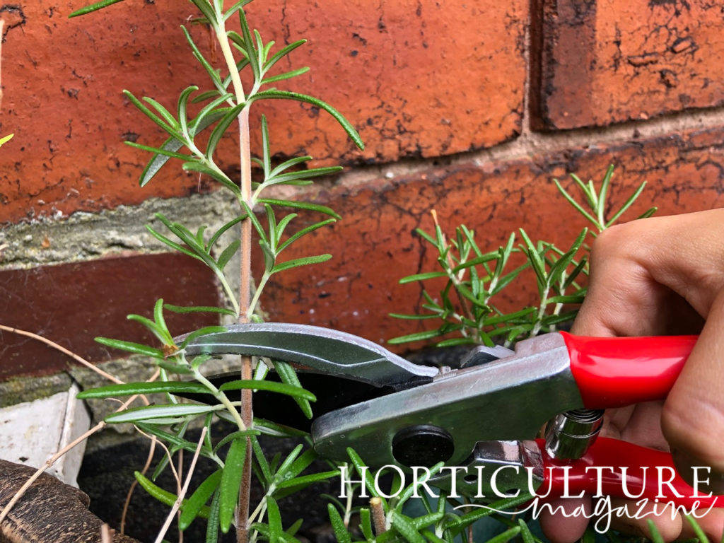 a pair of secateurs being used to cut the stem of a rosemary plant growing in a container outside in front of a brick wall