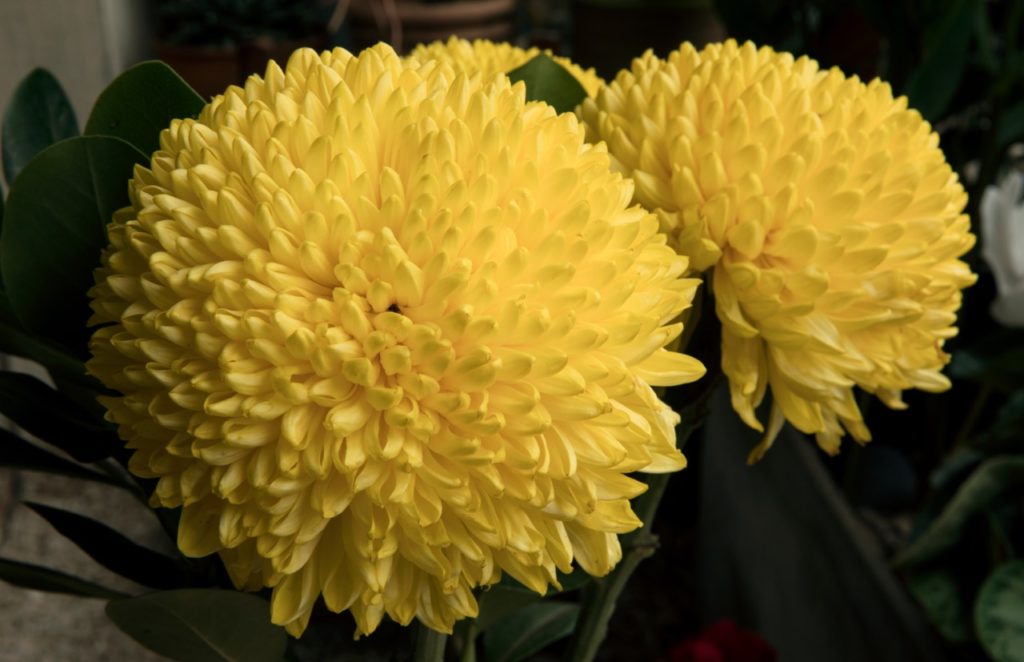 chrysanthemum 'yellow John Hughes' with rounded large blooms and dark green foliage growing indoors