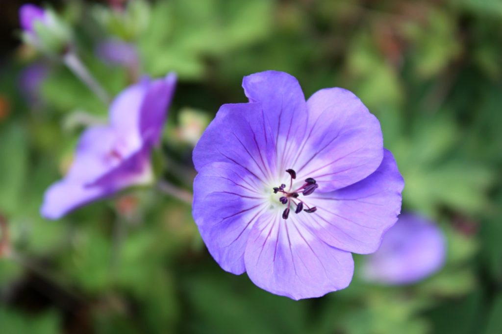 a close-up of a purple star-shaped flower from a Geranium himalayense growing outside with green foliage in the background