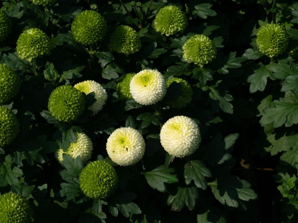 rounded white flowering chrysanthemum flowers growing from a shrub with dark green foliage and green flower buds that have yet to bloom