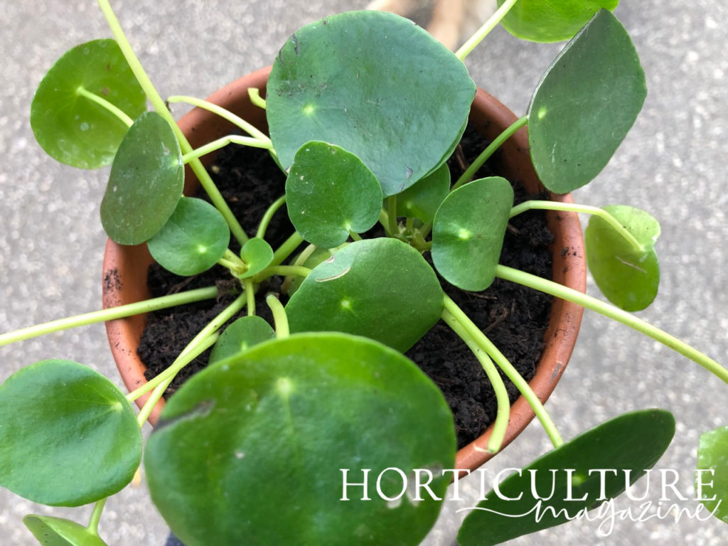 birds eye view of the green, round leaves from a pot-grown Pilea peperomioides