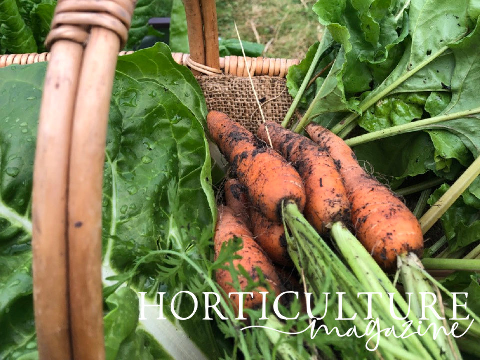 harvested carrots with long green stems in a basket with other leafy green vegetables