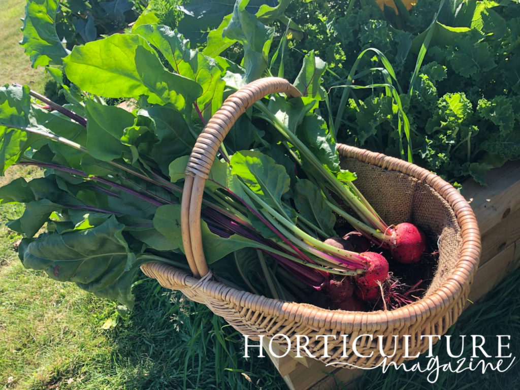 a basket full of harvested beetroots with purple bulbs and purple and green stems on the edge of a raised garden bed containing other leafy green vegetables