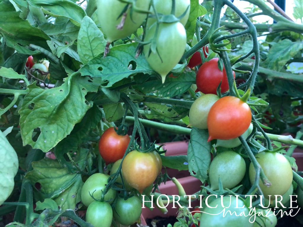 red, orange and green tomatoes growing from the plant itself with green leaves and stems in pots