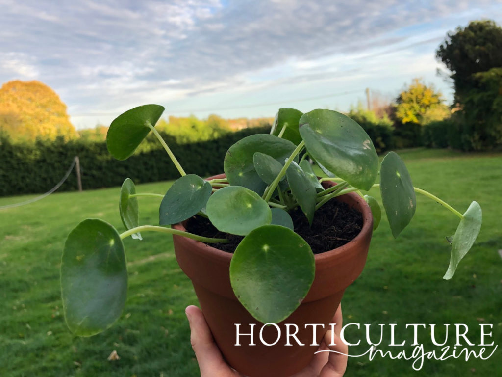 gardener holding up a Chinese Money Plant plant growing in a container in front of a beautiful garden lawn