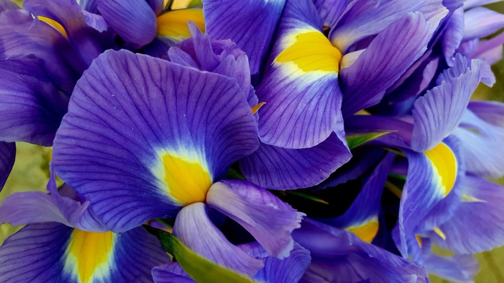 iris 'purple magic' flowers