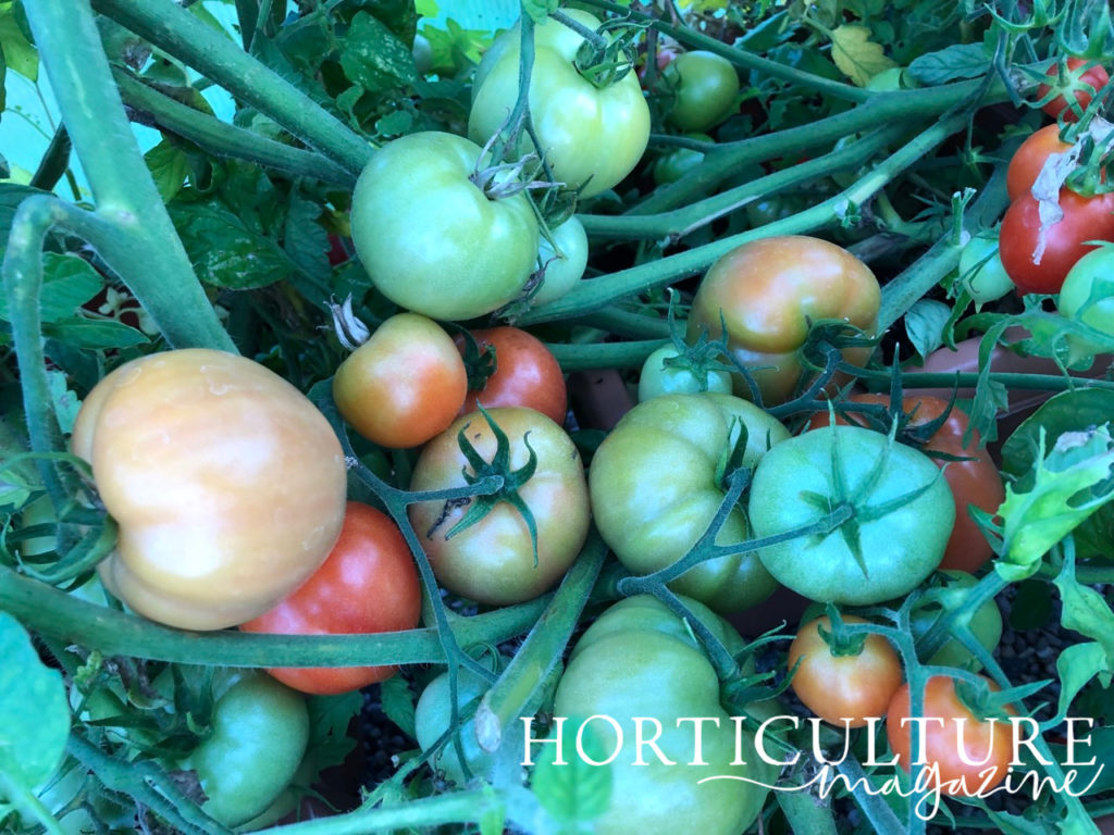 large orange, green and red tomatoes growing in pots inside a greenhouse