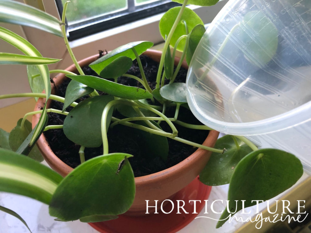 Chinese money plant growing on a windowsill being watered by a measuring jug