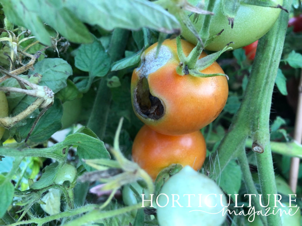 a red tomato with brown and white damage on the surface of the fruit 