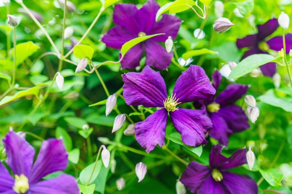 an Italian clematis plant with large yellow and purple flowerheads