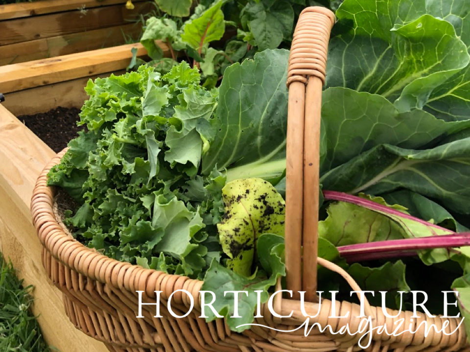 a basket containing lots of harvested vegetables including kale and beetroot resting on the side of a raised garden bed outside