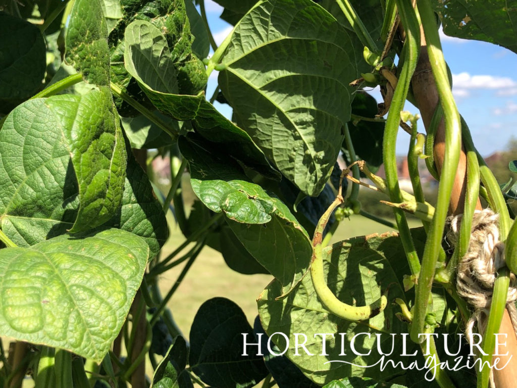 large green leaves from a French bean plant with some vegetables ready for harvest growing along a wooden support outisde