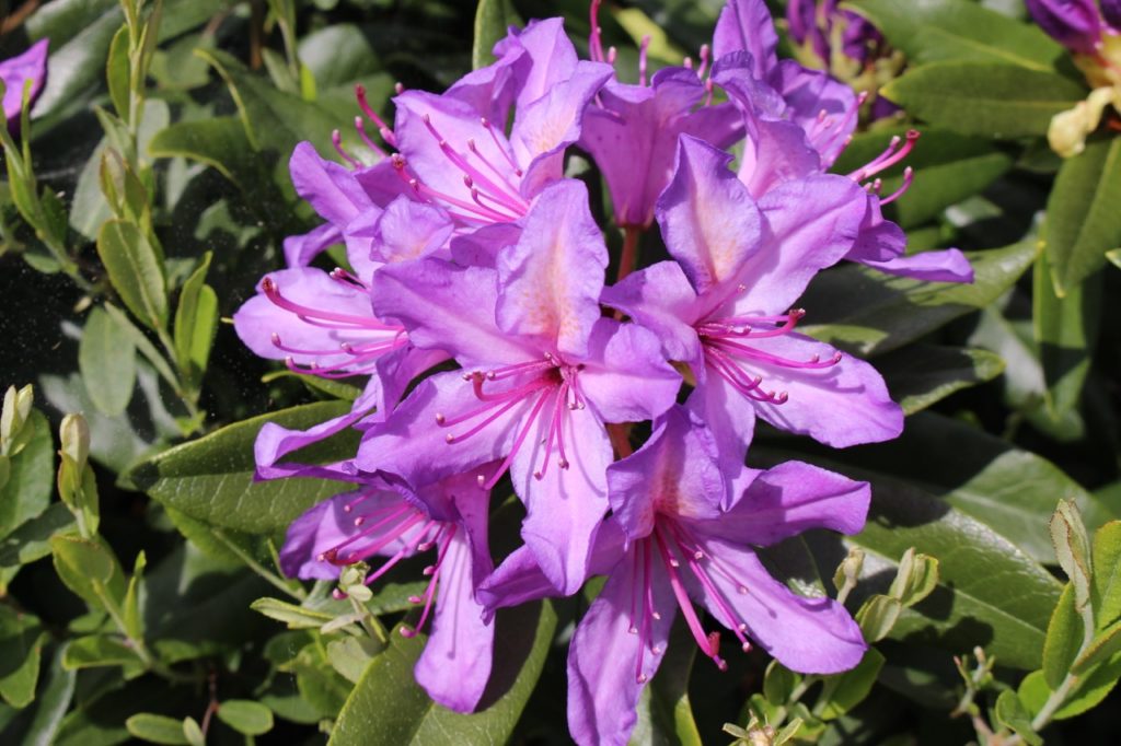 a Rhododendron ponticum shrub