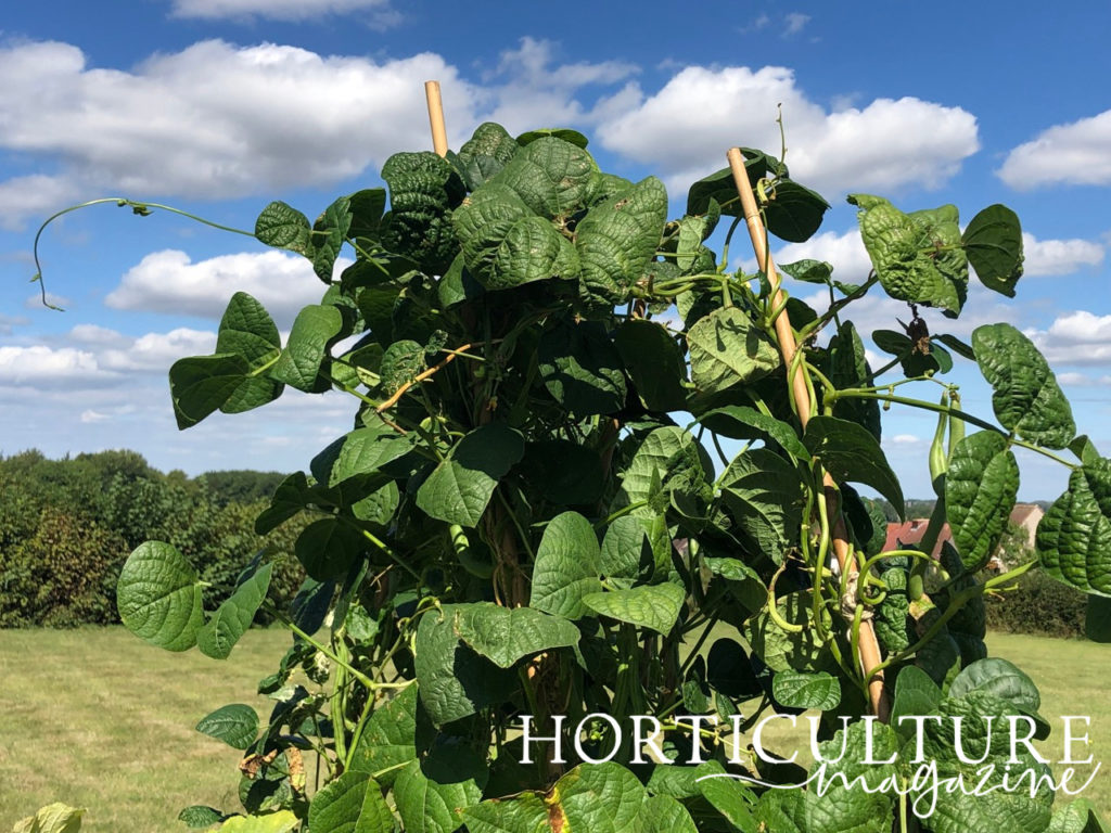 a large green bean plant growing against wooden stakes outside in front of a grassy field on a sunny day