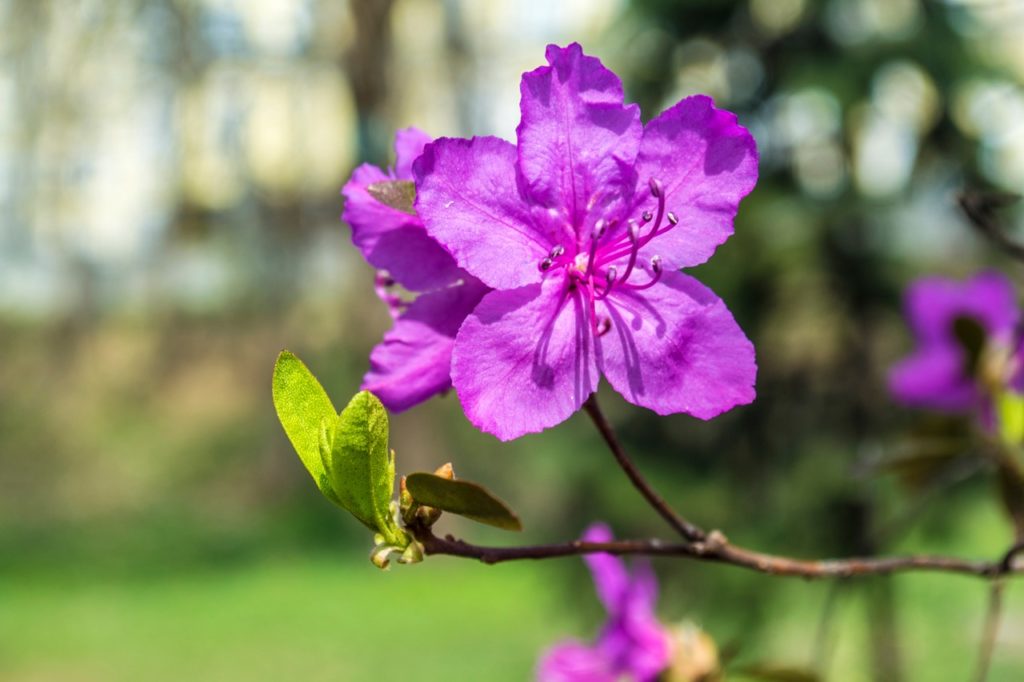 Rhododendron kaempferi flowers in focus