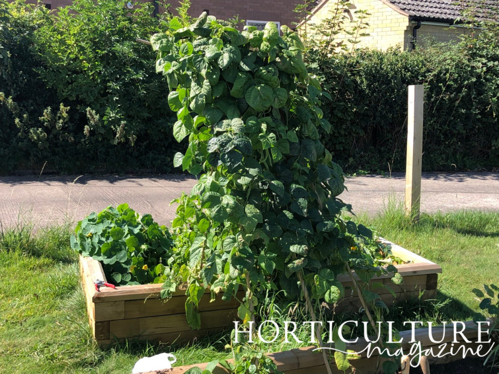 a large green bean plant growing in a raised garden bed outside with wooden stakes supporting it