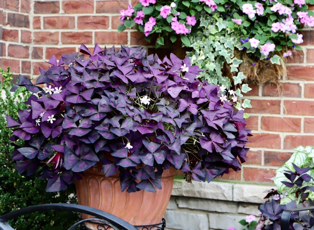 a potted Oxalis triangularis plant with dainty flowers and triangular-shaped leaves