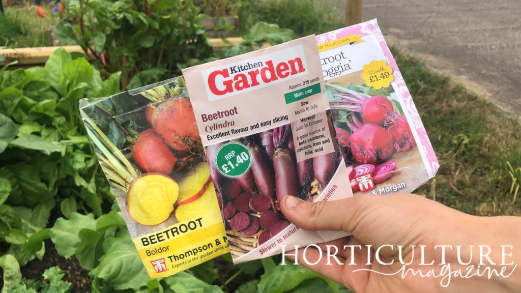 someone holding three different sed packets of varieties of beetroot up in front of a vegetable patch where beetroot is growing
