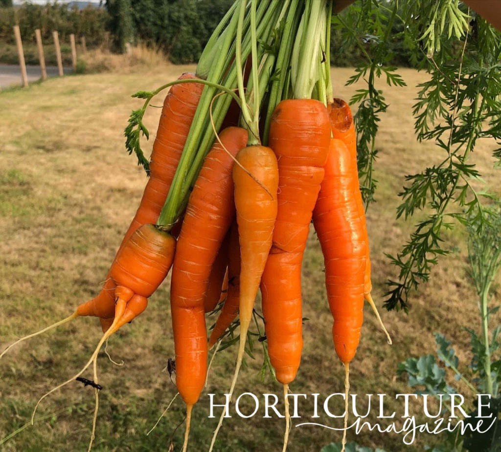 harvested orange carrots being held by their long green stems in front of a grassy garden