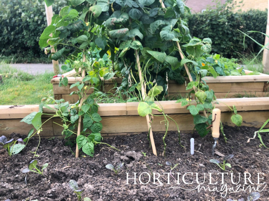 wooden stakes in a garden bed supporting a green bean plant as it grows outside