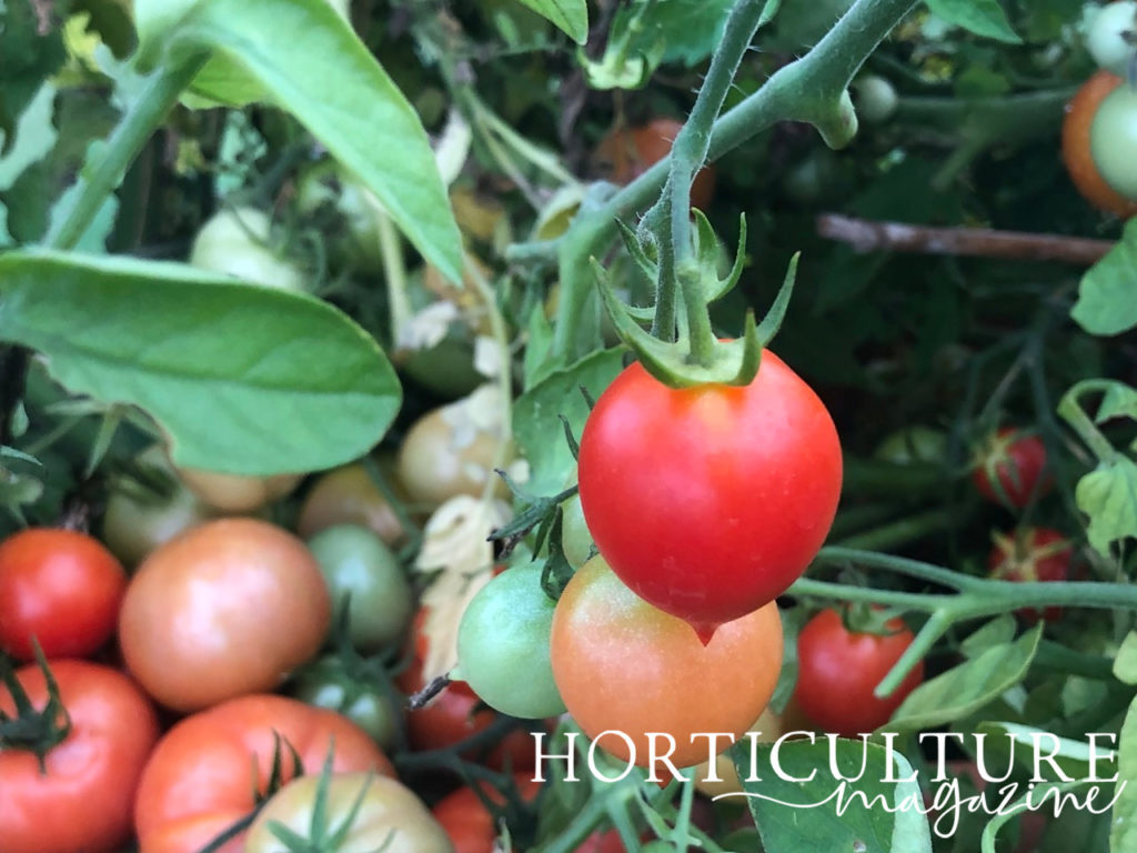 red, orange and yellow tomato fruits growing from green stems