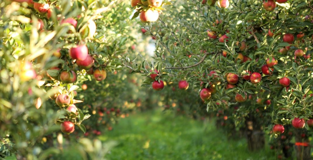 apple trees bearing red fruits growing in a field in rows next to each other outside on a sunny day