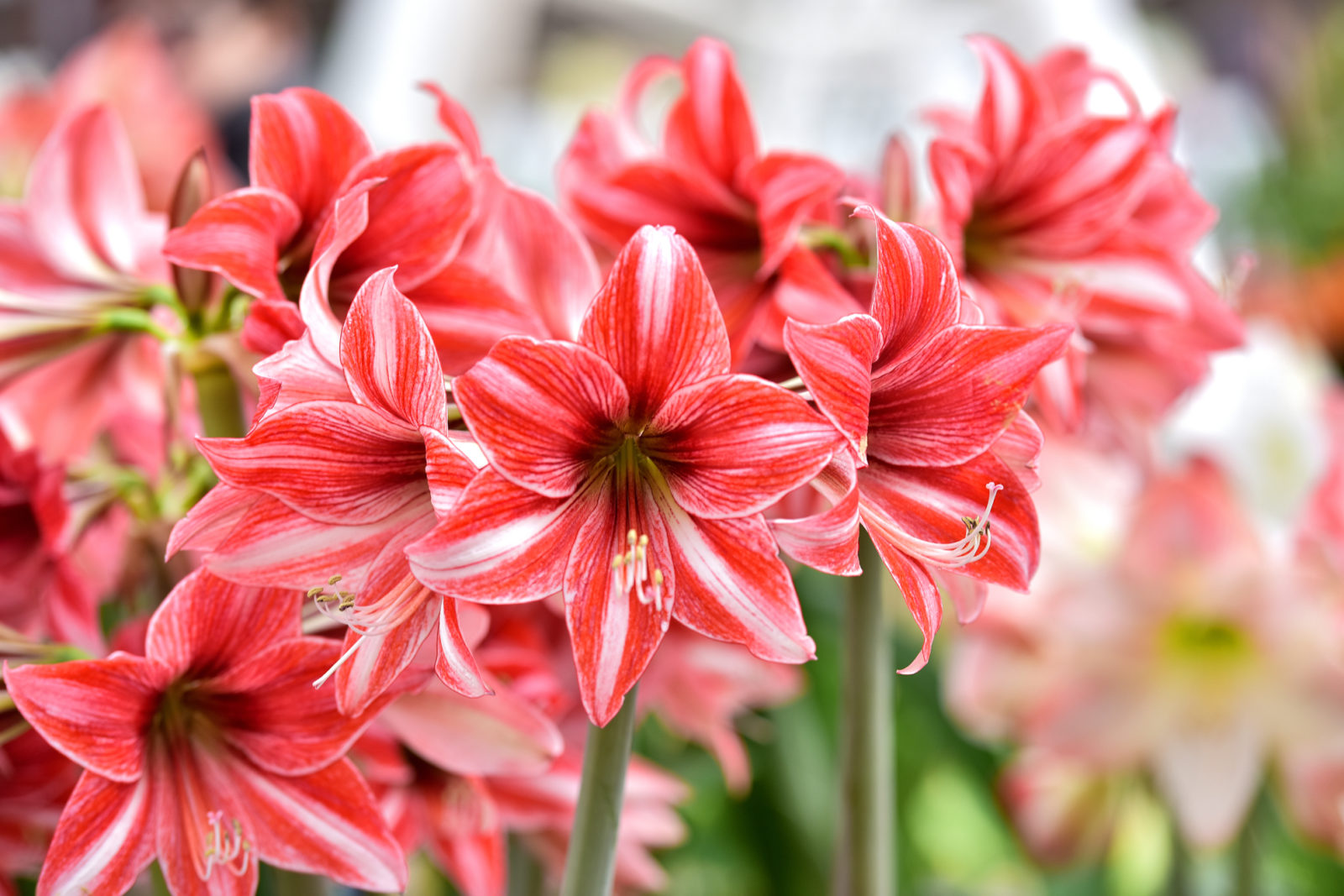 pink and white striped flowers from an amaryllis plant growing outside