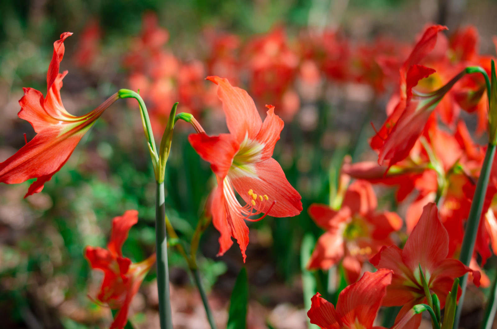 red flowering amaryllis plants with tall green stems growing in a field outside
