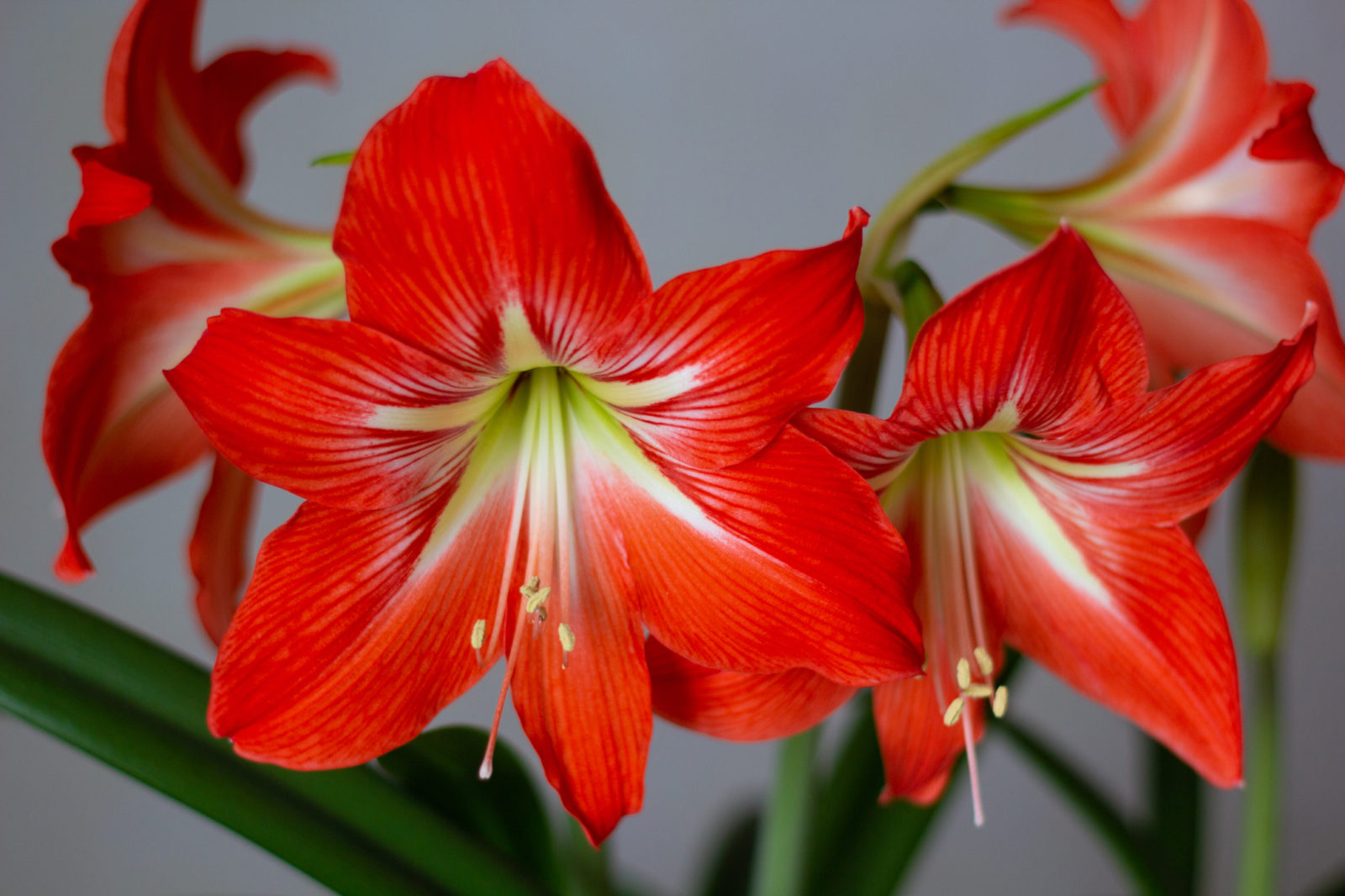 red flower heads from an amaryllis plant growing indoors in front of a white wall