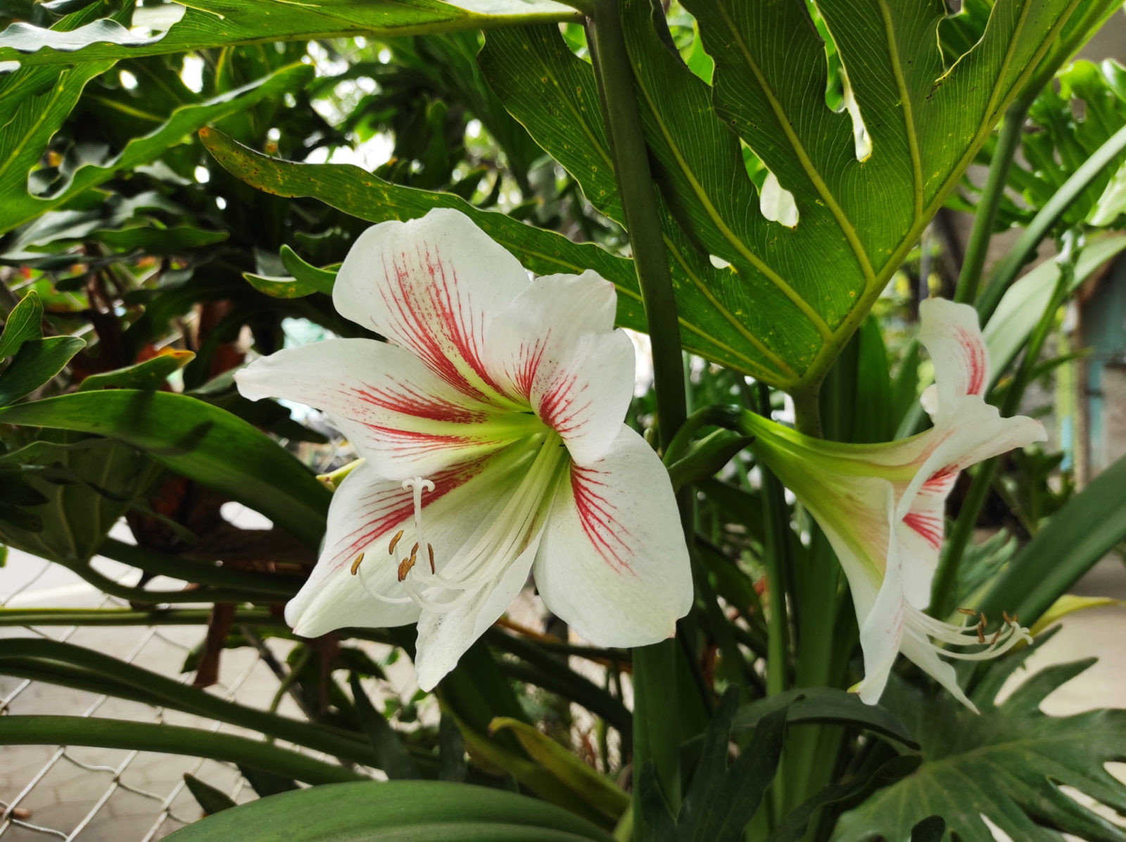 white flowering amaryllis with red stripes on its petals and green foliage surrounding it growing outside