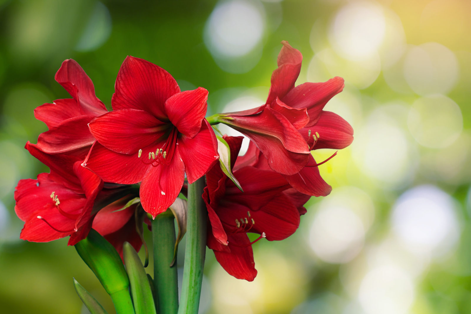 red flowering amaryllis flowers growing on tall green stems outside