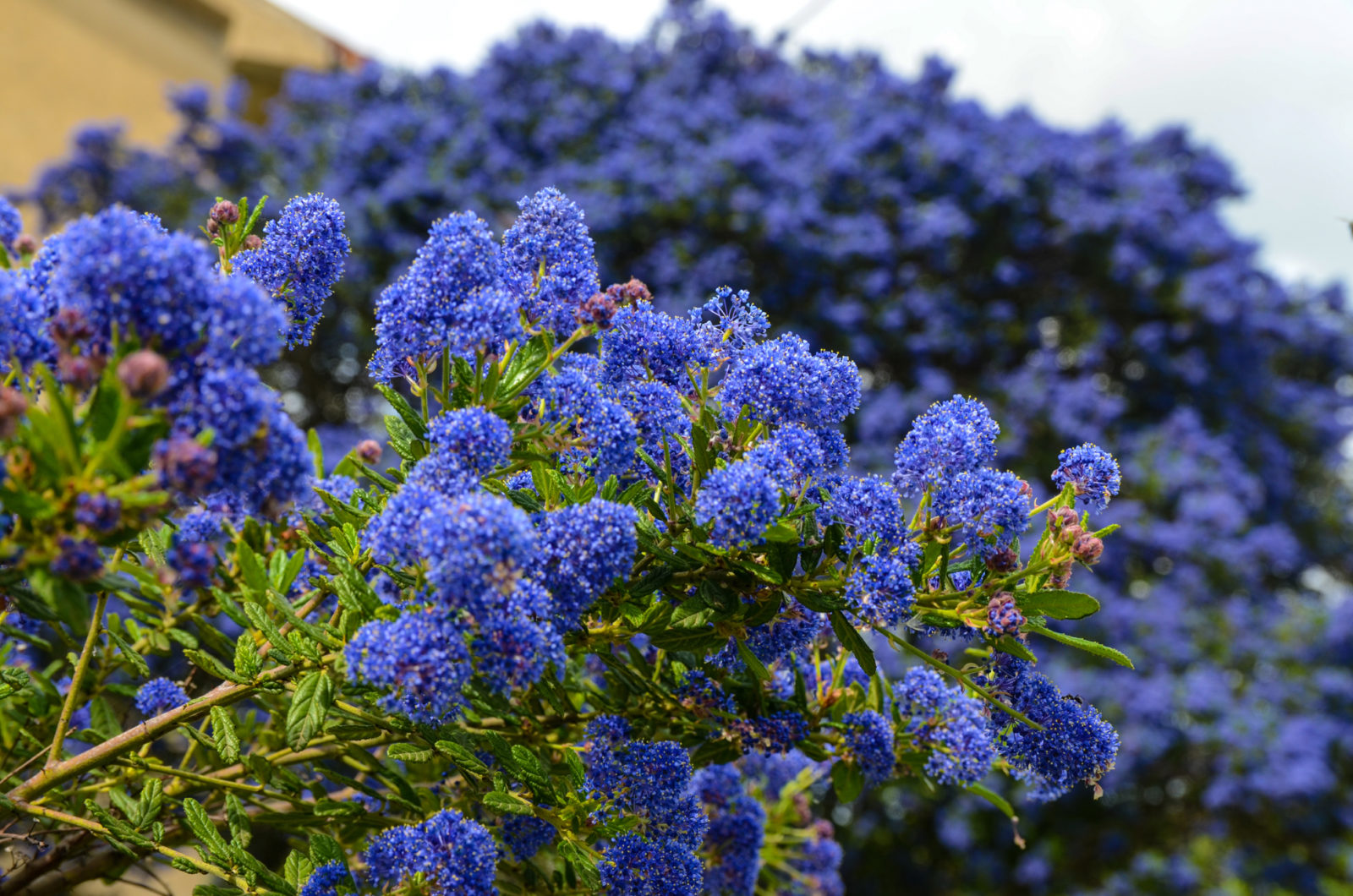 blue flowering ceanothus shrub with green foliage growing outside