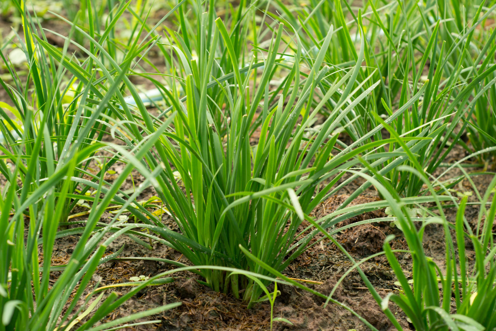 chives with long thin leaves growing in a garden bed outside in rows