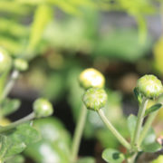 chrysanthemum shrub with long green stems and foliage and green and white flower buds that are yet to bloom