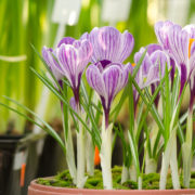 purple and white flowering crocus bulbs growing in a pot outside